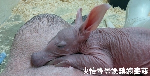 动物园|“世界最丑宝宝”诞生 兔耳朵猪鼻子 你们肯定不知道它是啥?