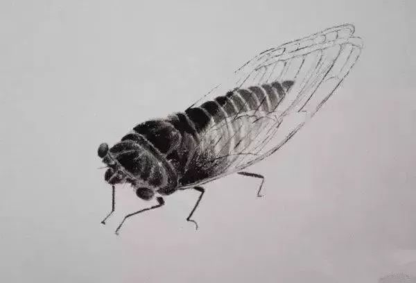 蝗虫$齐白石问娄师白:你数过螳螂翅上的细筋有多少根吗?