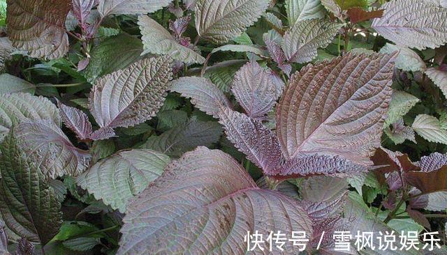 紫苏5种最好吃的做法,每种都简单美味,看看你喜欢吃哪种