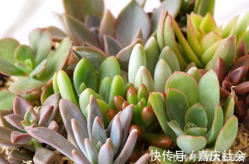 叶片|多肉养不好，叶片就“发软”，看看这几个原因，轻松帮你解决！