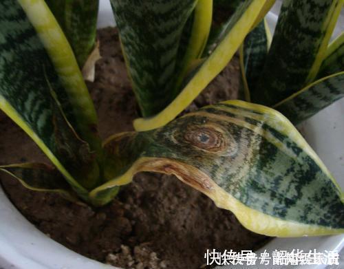 夏天|夏天养虎皮兰，做好3件事，叶子挺拔翠绿，嗖嗖冒笋芽