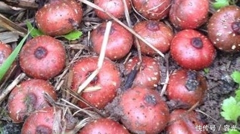 越来越|女人常吃此物,滋养卵巢,子宫越来越干净,腰不酸,浑身有劲