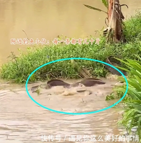雨后，汕尾一河湾大群鲶鱼水面翻腾，附近钓鱼人：每条都有几十斤