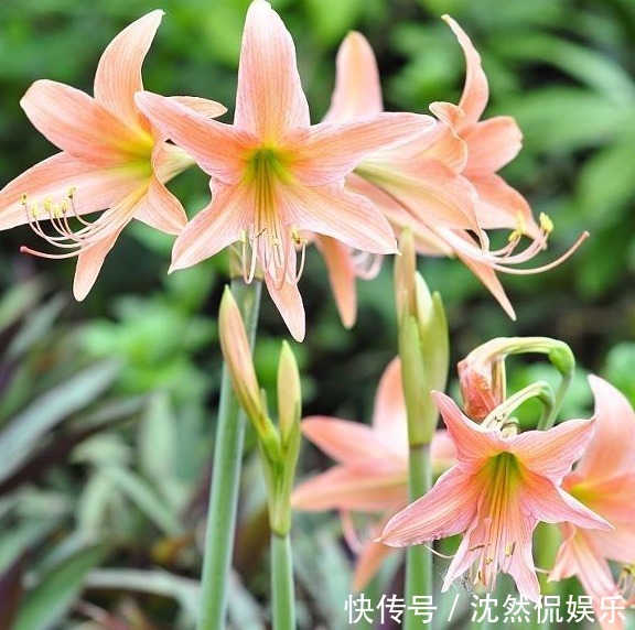 李大爷养朱顶红总结“6妙招”,花箭冒不停,一株开8朵