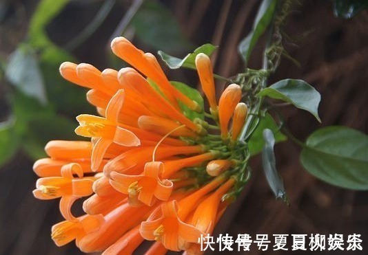 花裙子|此花花姿别致,盛开时宛如火星似的炸成一片,寓意为祈祷安康