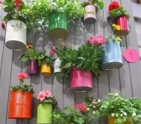 称赞|她从不买“花盆”，种出来的花却美的让人称赞，朋友都来向她学习