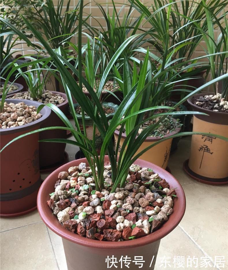 料养|养兰先养根用这免费料养出粗壮大白根,兰花开花多又香