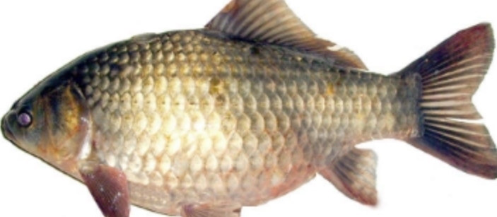 味道|秋季怎能少了喝汤,此汤牛奶一样白,加入此物更鲜美,不可错过