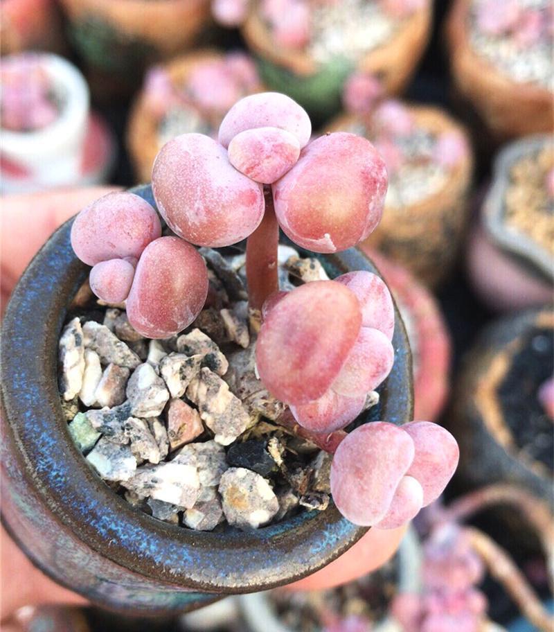 多肉控养方法,2周肉乎乎,长得很快