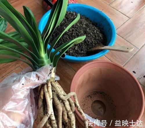 往花盆底垫它们,松果壳、树皮,不只为了透气排水