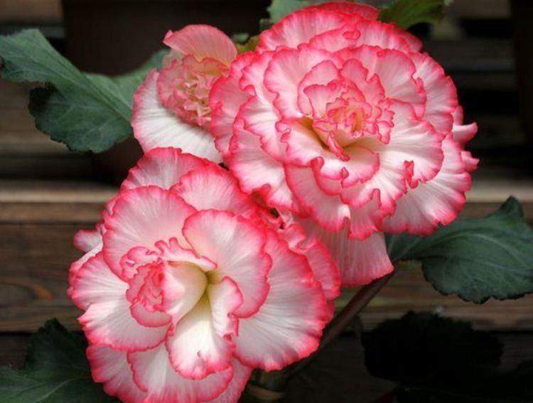  养花|养花就养个花期长的，花姿妖娆，四季繁花似锦