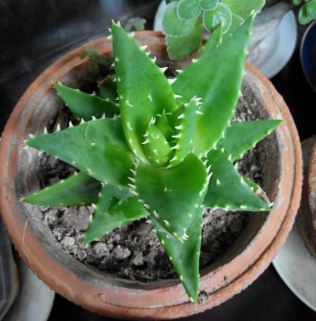 卧室养花很讲究，要养就养“2种”花，简单易养、还有助于睡眠