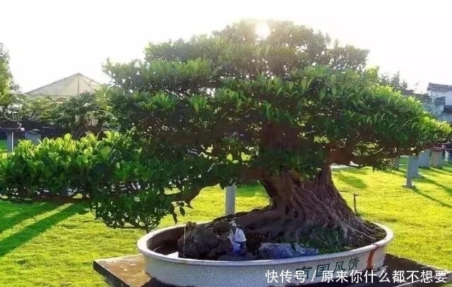 世界上又一奢侈品《盆栽》一盆就是一座房子!