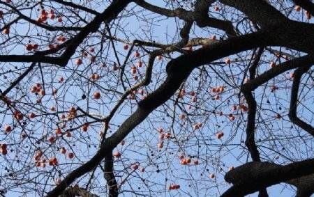 柿子树|那棵柿子树 （散文）