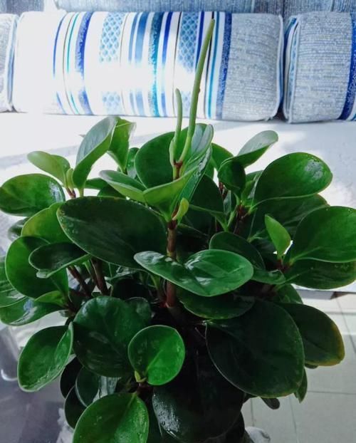 4种不同风格的花,谁见了都爱养,各有各的气质