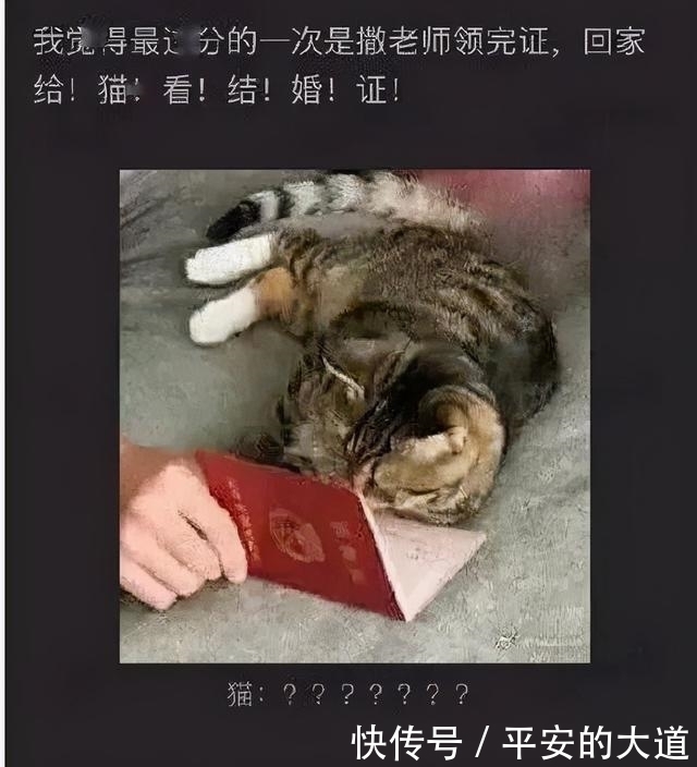 主持人|意想不到！央视著名主持人中也有这么多“猫奴”