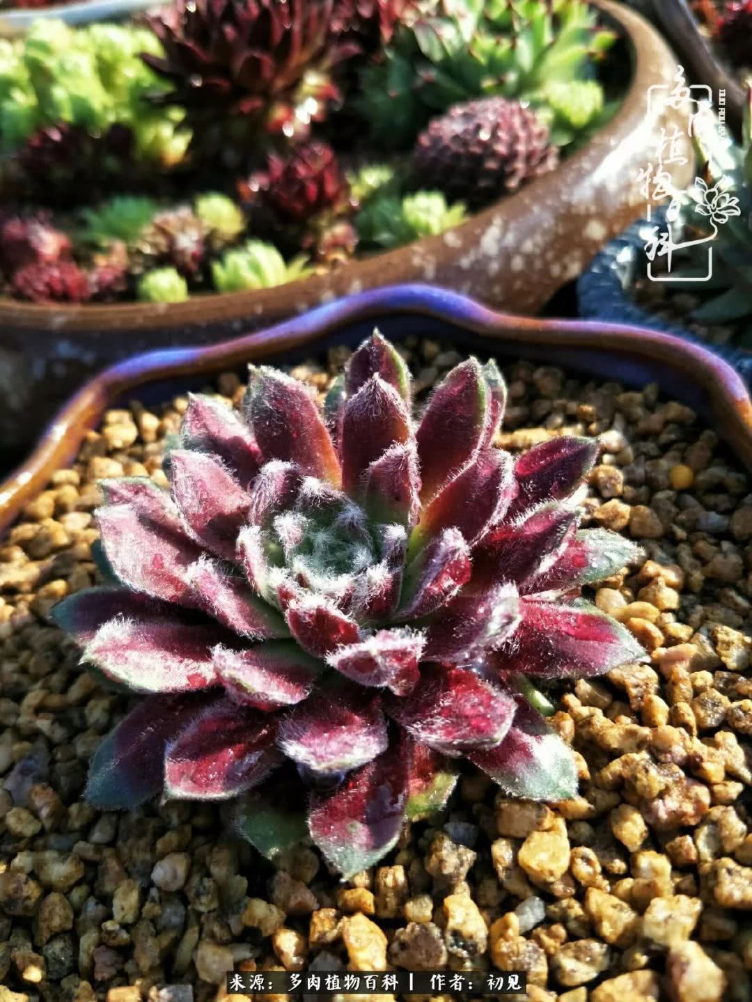 养多肉四周年，从初见到爱恋！幸福一直藏在浅薄的日子里！