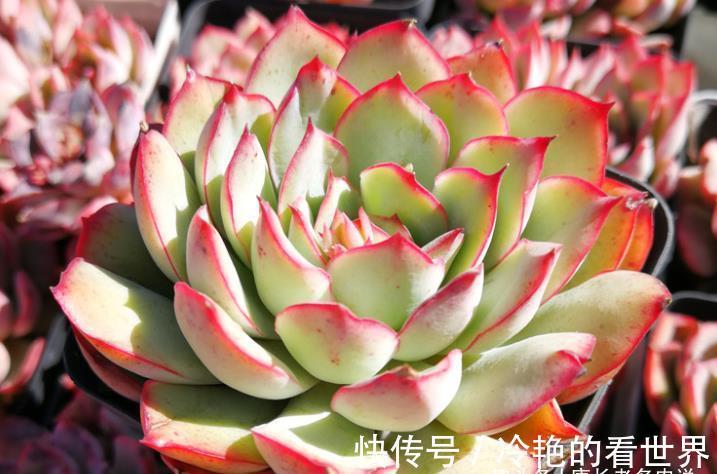 叶缘|月光女神——连名字都混掉的多肉,其实有颜值又好养,还容易缀化