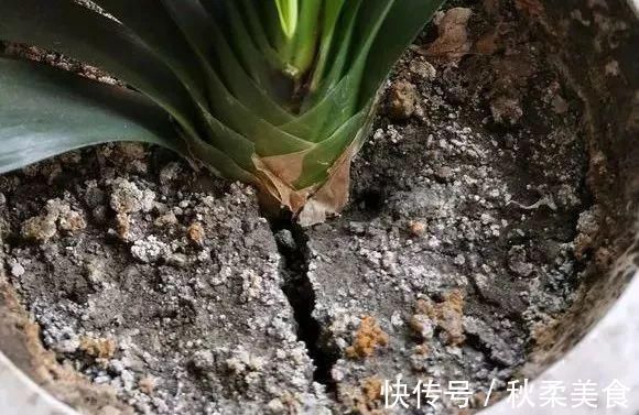 坏习惯|浇水有3个坏习惯,赶紧改,不然土壤板结像石块,花儿总烂根!