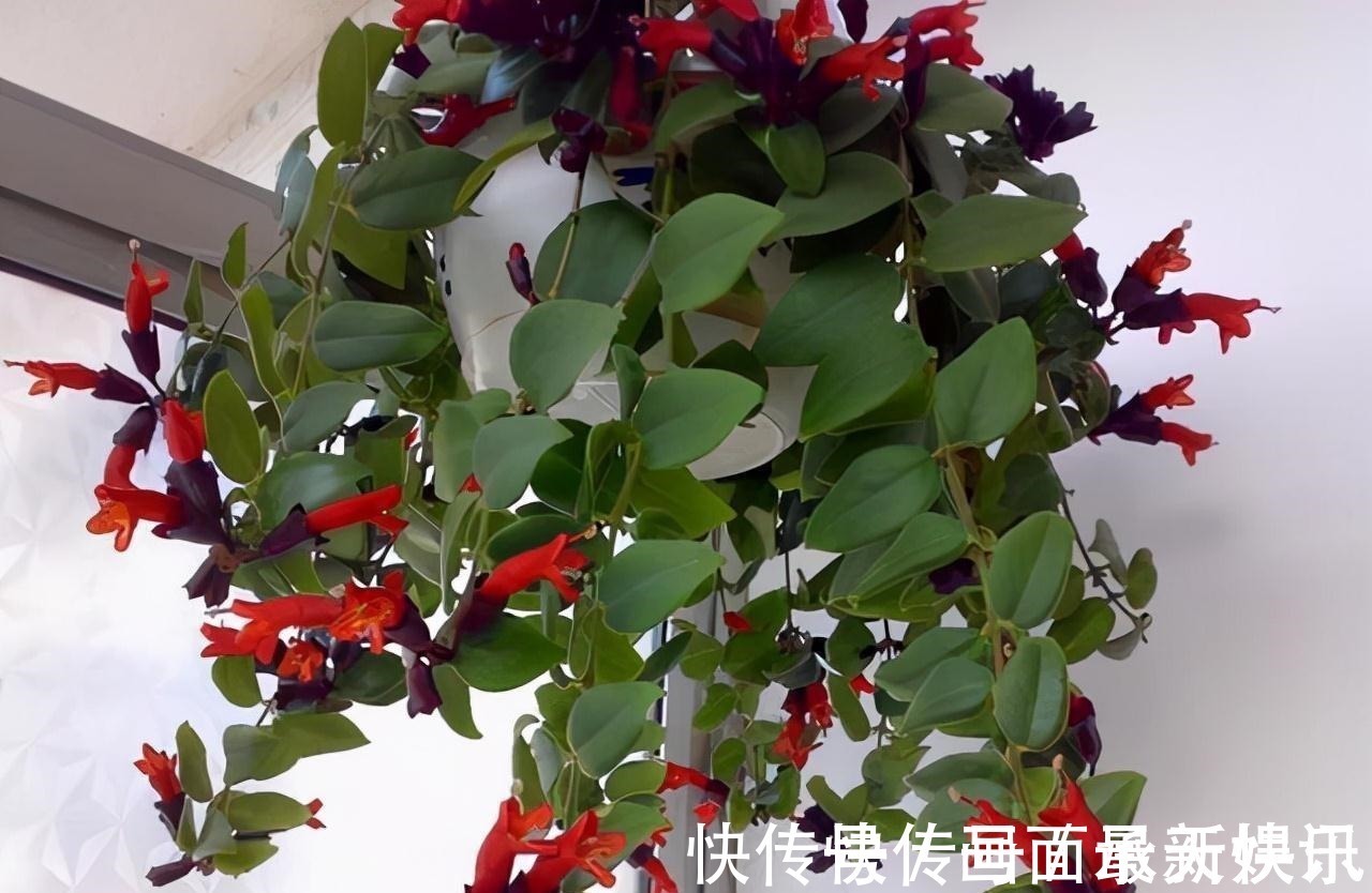 价格不菲的“三吊兰”,适合“封闭阳台”养护,叶色鲜艳还勤花