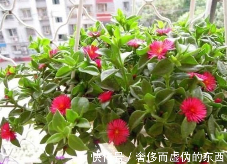 4种花是爆盆能手,懒人新手都能养好,开花就爆盆,既美观又方便