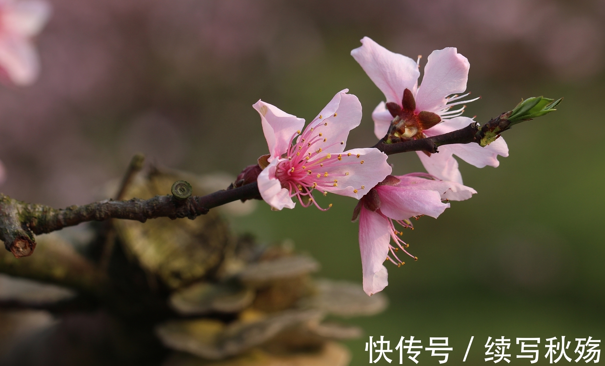 味道#7首诗写春天，每一首都有各自的味道，你认为谁写得比较好？