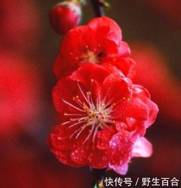 家养此款花卉，花大色艳胜玫瑰，花香四溢飘满屋，美