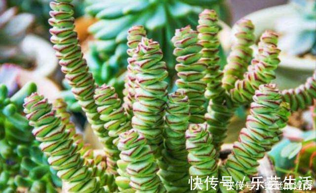 多肉植物|多肉界的招财树,还寓意着财源滚滚,好运连连,看它怎么养护