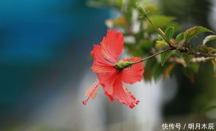 绿萝|一年都能开花的四种花卉，从头开到尾，比绿萝好养，比牡丹好看