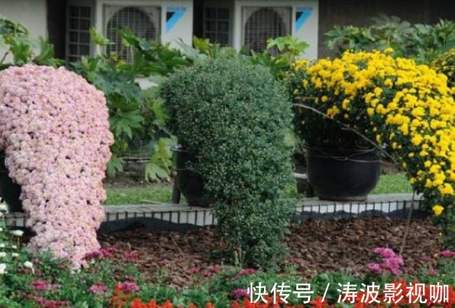 新手养花，不如养盆花中精品“悬崖菊”，姿态优美，开花繁密