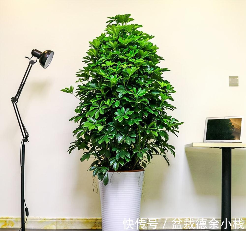 公认好养的“健康花”,建议至少养一盆,个个都是“净化小能手”