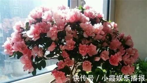 什么腐叶土都不如“这种土”，它才是养花的“万能土”，养啥都旺盛