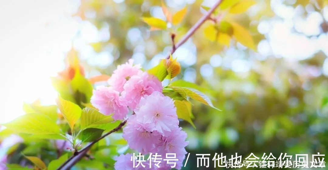 纳兰容若$20句令人惊艳的诗词,读一遍,就再也忘不掉