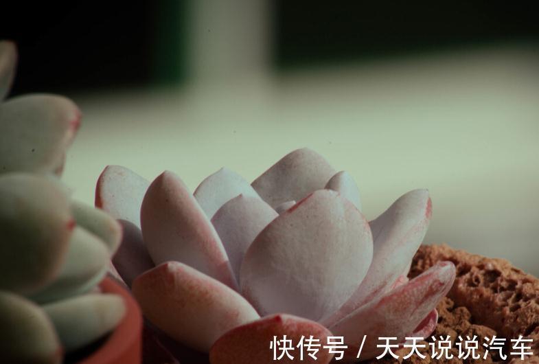 温度对多肉根系的生长,到底有什么影响