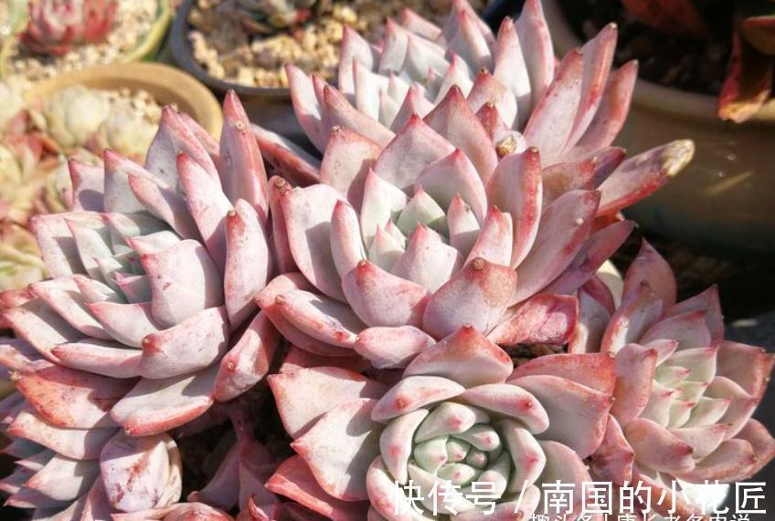 养多肉除了用陶粒垫底,我还用过其它7种东西,有一种很适合高盆