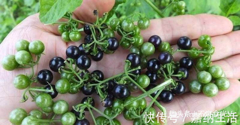 小时候|农村路边的“黑星星”,小时候总吃,专家却说不能吃,值得了解!
