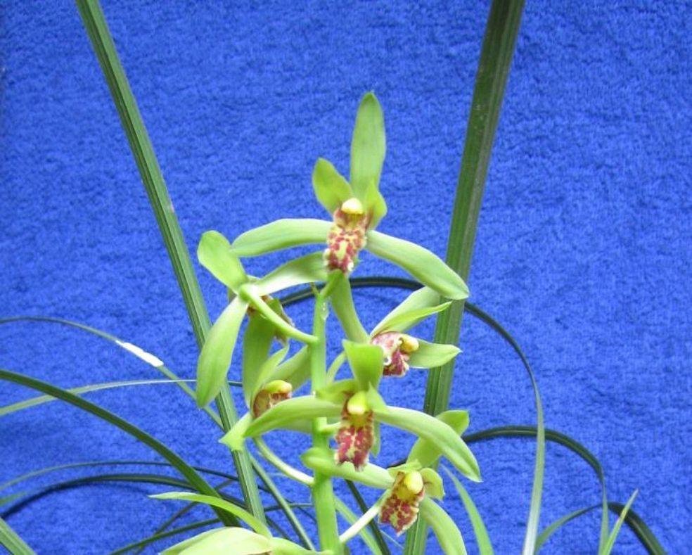 蕙兰有了花苞还能上盆吗,该怎样养护,掌握方法技巧