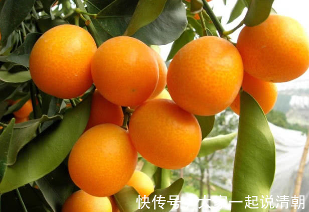 金桔茶|肝病死对头,天然解毒王,多吃排出肝毒,远离肝病困扰!