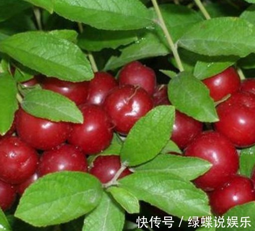 补铁|乡下树上疯长的它,补钙补铁,还能入药,是女人的最爱,你认识吗