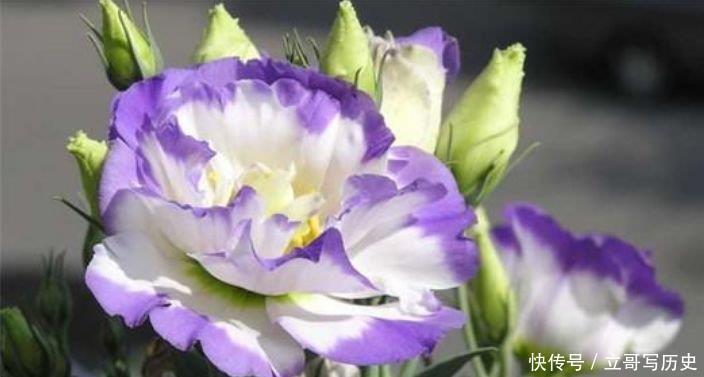 4种花自带财运,家里养一盆,开花爆盆很漂亮,越养越喜欢