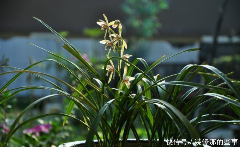 买到兰花难服盆?先学会上盆,再学会缓苗,服盆快发芽多!