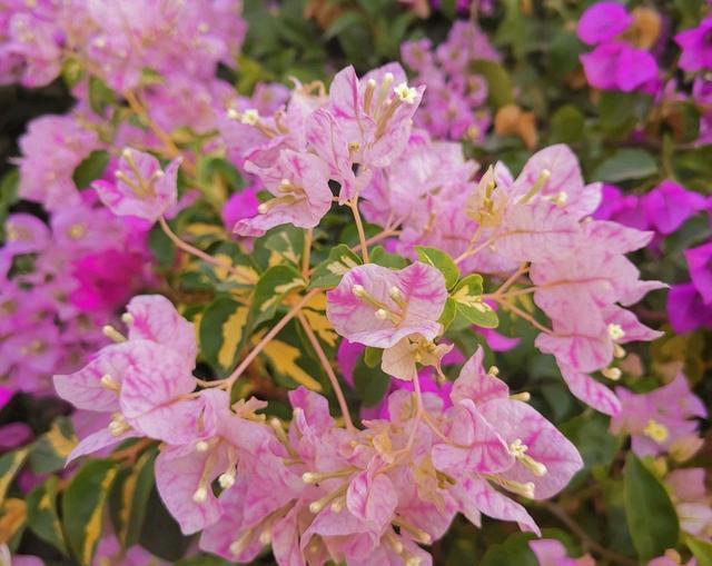 不伤|开春了快给三角梅,茉莉花浇一种水,不伤流,早发芽早开花