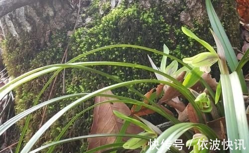 兰友|营养土的自制方法,兰友说:这样就简单了,明天开始做