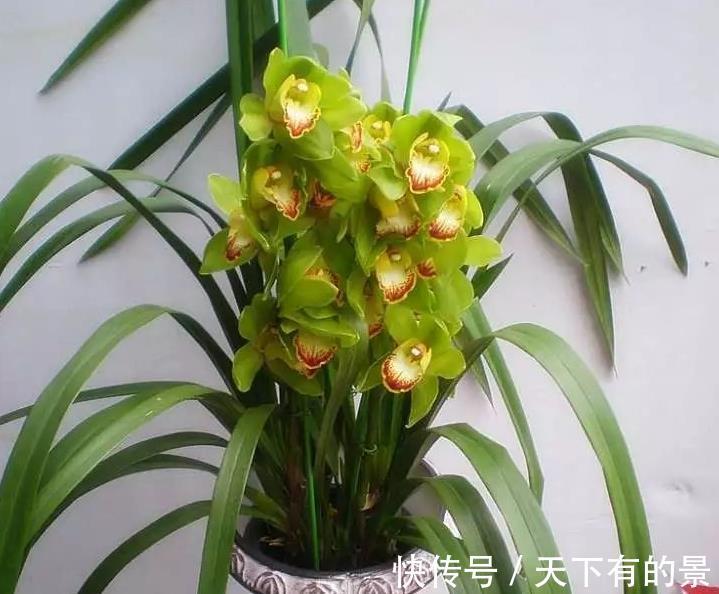 花盆|夏季超值款兰花:大花蕙兰,冬春爱开花,养一株香一室