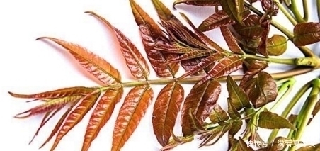 温润性|农村的这四种常见野菜,都是农村人的美食,城市人很难吃到了!