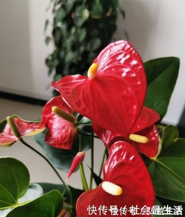 长春花|5种花,开花时间超长,养一盆一整年都开花!