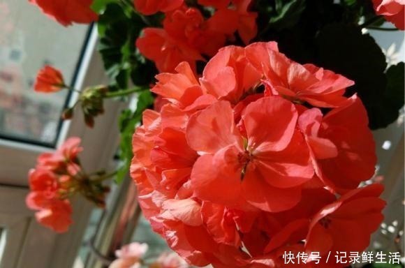 品种|为了养花，她花了3年时间，把家改造成了一个漂亮大花房，太惊艳！