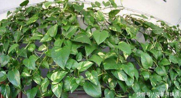 “大蒜”丢进花盆里,花草像打了激素,叶片油绿光亮,猛窜新芽