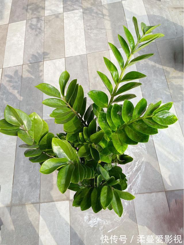 命里带“金”的花,开花美翻了,养在家里还有好兆头