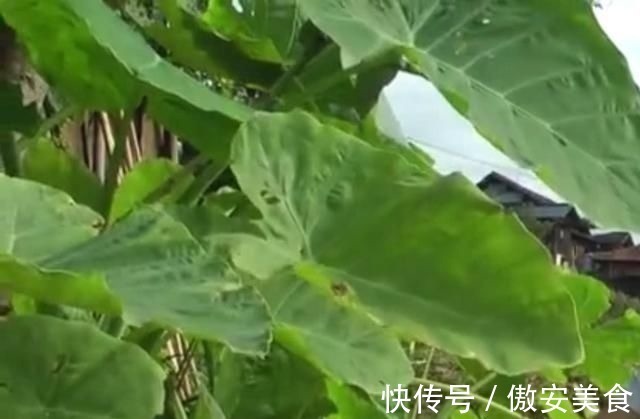 农村地区|农村地区的这种野菜,很多人以为都不能吃,其实清炒出来特别美味